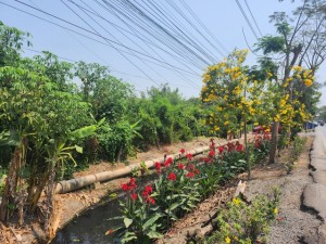 ขายที่ดินทำเลธุรกิจ หลังตลาดหนองจอก เหมาะทำร้านอาหาร โรงแรม รีสอร์ท บ้านพักตากอากาศ Pool Villa