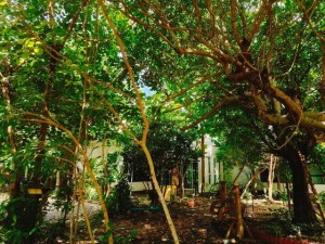 ขายบ้านสวนโพธาราม ราคาถูกมาก! 🌿 6ไร่3งาน ราชบุรี – เจ้าของขายเอง