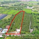 ขายที่ดินพร้อมสวนมะพร้าว บางใหญ่ นนทบุรี เนื้อที่ 7 ไร่ 2 งาน 11 ตรว. บรรยากาศร่มรื่น สวยงาม โทร 088-2559999 เจ้าของขายเอง