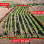 ขายที่ดินพร้อมสวนยาง 22 ไร่ 313 ตรว ต.ปังกู อ.ประโคนชัย บุรีรัมย์