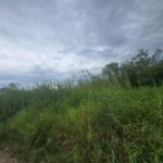 sss501 ขายที่ดิน คลอง 1รังสิต ใกล้โรงเรียนจารุศรณ์