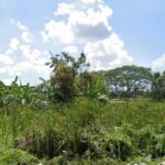 ขายที่ดินเปล่าแปลงสวย ทำเลดี 100 ตร.ว. นิมิตรใหม่ คลองสามวา