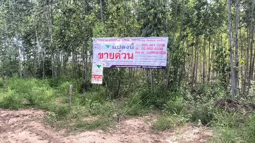 ที่ดินพร้อมสวนป่ายูคาลิปตัส 20-0-18 ไร่ สันป่าตอง นาเชือก มหาสารค