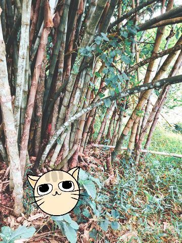 เช่าหรือซื้อยังไงก็คุ้ม ที่ดินติดลำธาร น้ำมวบ ใสไหลฉ่ำตลอดปี จ.น