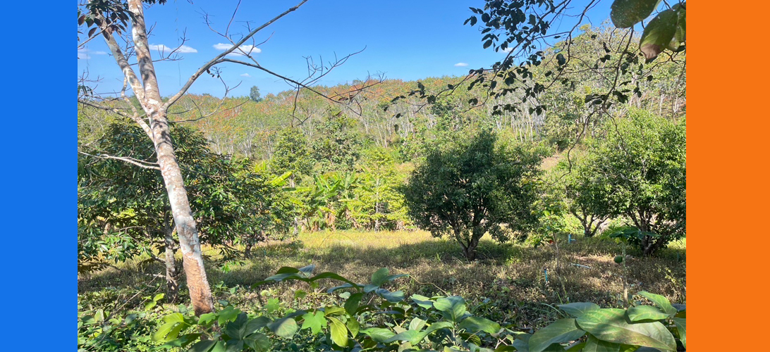 ลงทุนที่ดินกาญจนบุรี ราคาถูก Thong Pha Phum Land for Sale ที่ดินแปลงใหญ่ ทำเลท่องเที่ยว ที่ดินทำรีสอร์ต ทองผาภูมิ